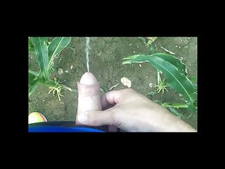 Pissing and masturbating in the corn field. Outdoor piss. 