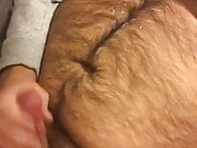 Bear shoots massive load on hairy belly