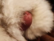 Cum on mink fur